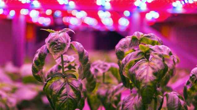 Going Organic: Strategies for Pest and Disease Control in Aquaponics