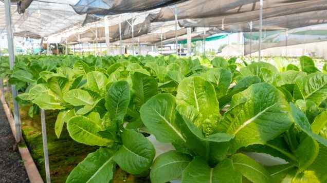 Float Your Greens: An Introduction to Raft Planting in Aquaponics