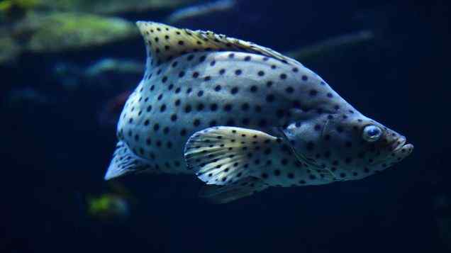 Achieving Symbiosis  Optimizing Fish-Plant Interactions in Aquaponics