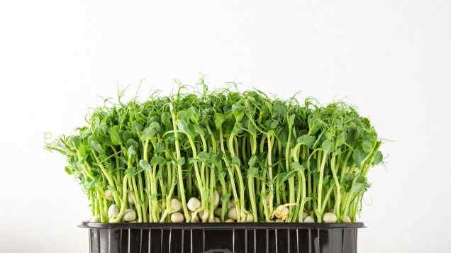 Submerged Success: A Guide to Growing Root Vegetables in Aquaponics