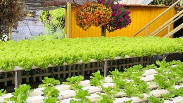 Heights of Harvest: A Guide to Vertical Planting in Aquaponics