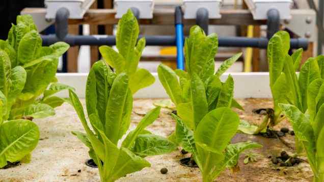 Scaling Up: Navigating the World of Commercial Aquaponics