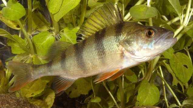 Life Cycle  An Introduction to Breeding Fish in Aquaponics