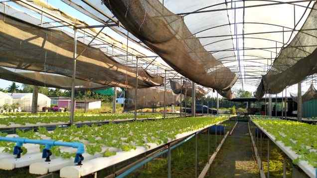 
Types of aquaponic Systems