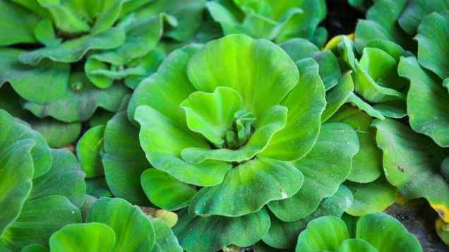 Boost Your Blooms: Enhancing Aquaponic Plant Growth with Supplements