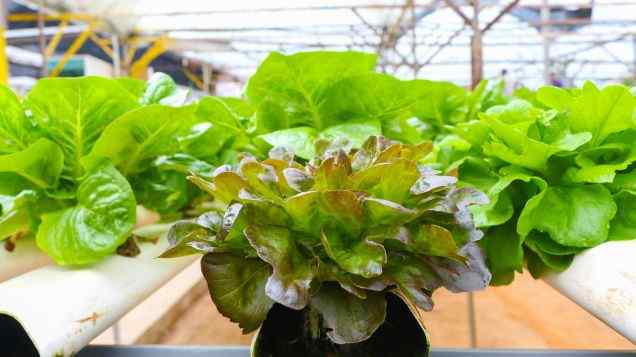 Fend off Foes: How to Manage Pests and Diseases in Aquaponics