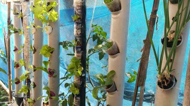 Vertical Aquaponic systems