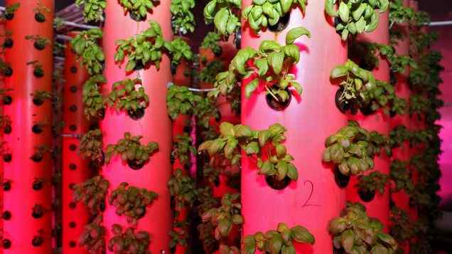 No More Blockages: Ensuring Smooth Flow in Your Aquaponics System