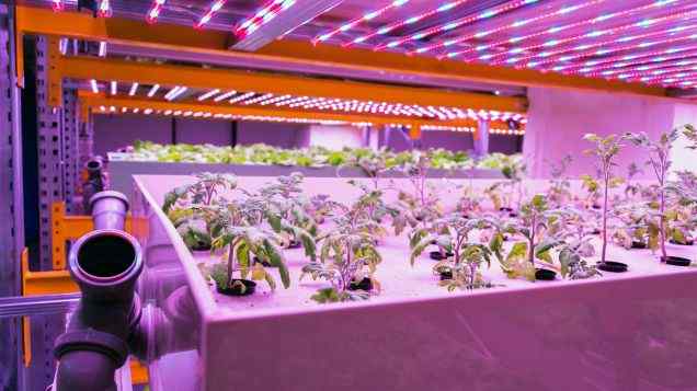 Nourishing Nature: How to Meet Nutrient Requirements for Aquaponic Plants