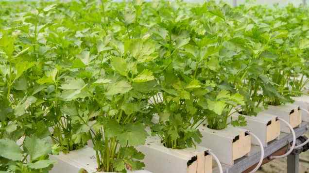 Grounded in Growth: Understanding Media Based Planting in Aquaponics