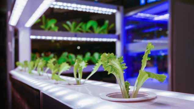 Flourishing Flora: Addressing Plant Nutrient Deficiencies in Aquaponics