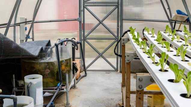 Weighing the Options: Aquaponics and Hydroponics Compared