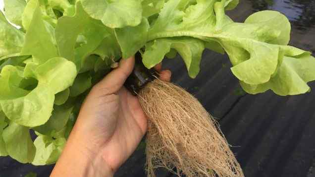 From Weak to Peak: Fixing Plant Nutrient Deficiencies in Your Aquaponics System