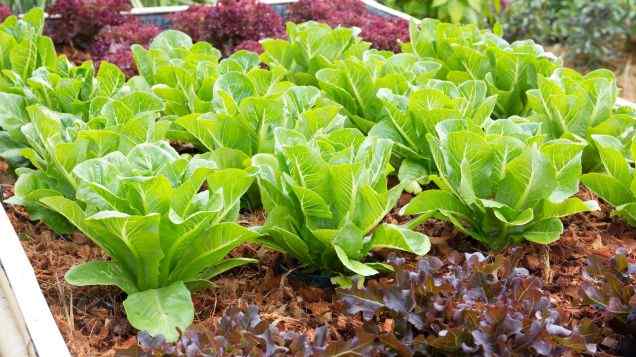 The Nutrient Knob: Fine-tuning Aquaponic Systems for Plant and Fish Health