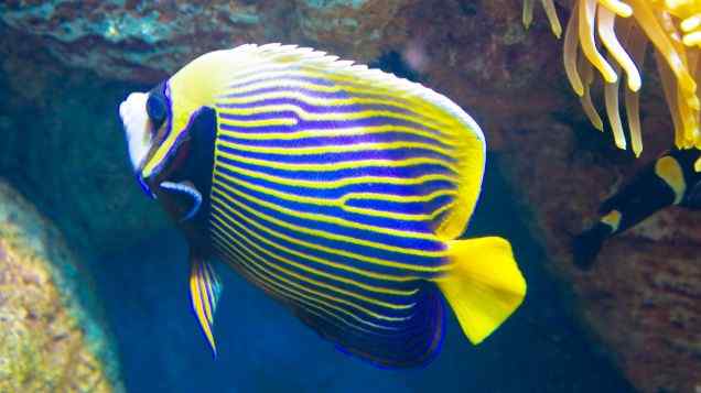 Dive In  Exploring Common Fish Species for Aquaponics