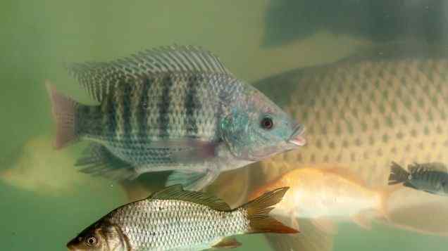 Making the Right Catch  Selecting Common Fish Species for Aquaponics
