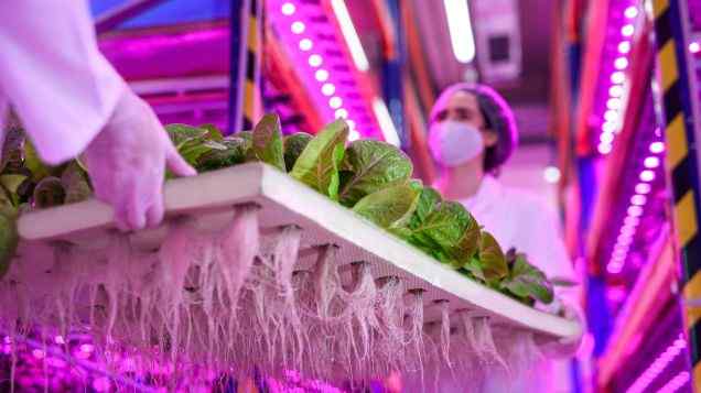 Greens Galore: Growing Leafy Greens in Your Aquaponics System