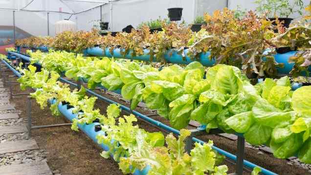 Simplifying Aquaponics: An Introduction to Deep Water Culture (DWC)