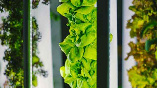 Piecing it Together: Understanding the Components of an Aquaponics System