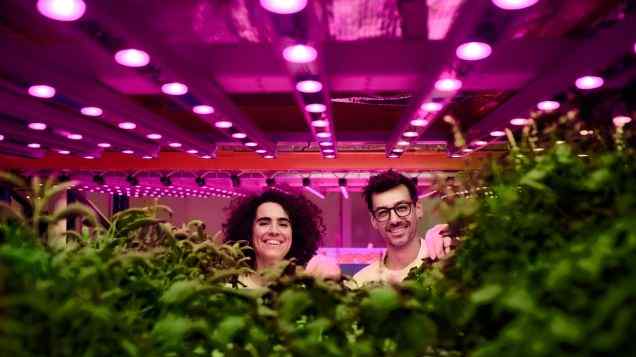Optimize Your Grow Bed: A Guide to Media Based Aquaponics