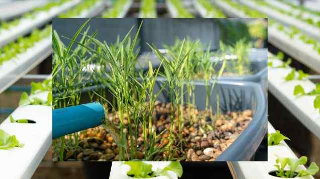 Profiting from Sustainable Farming: A Look into Commercial Aquaponics