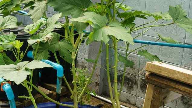 From Seed to Salad: A Guide to Growing Leafy Greens in Aquaponics