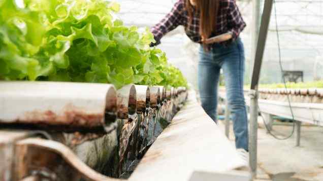 Caring For and Harvesting Your Aquaponic Plants